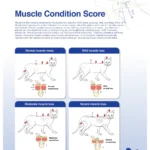 Muscle Condition Score in cats