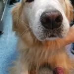 Poprawa zaburzeń funkcji kognitywnych