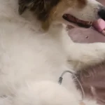 Zespół mięśnia biodrowo-lędźwiowego