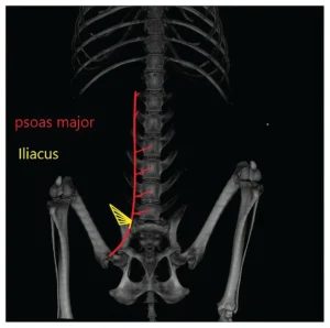 Mięsień lędźwiowy większy