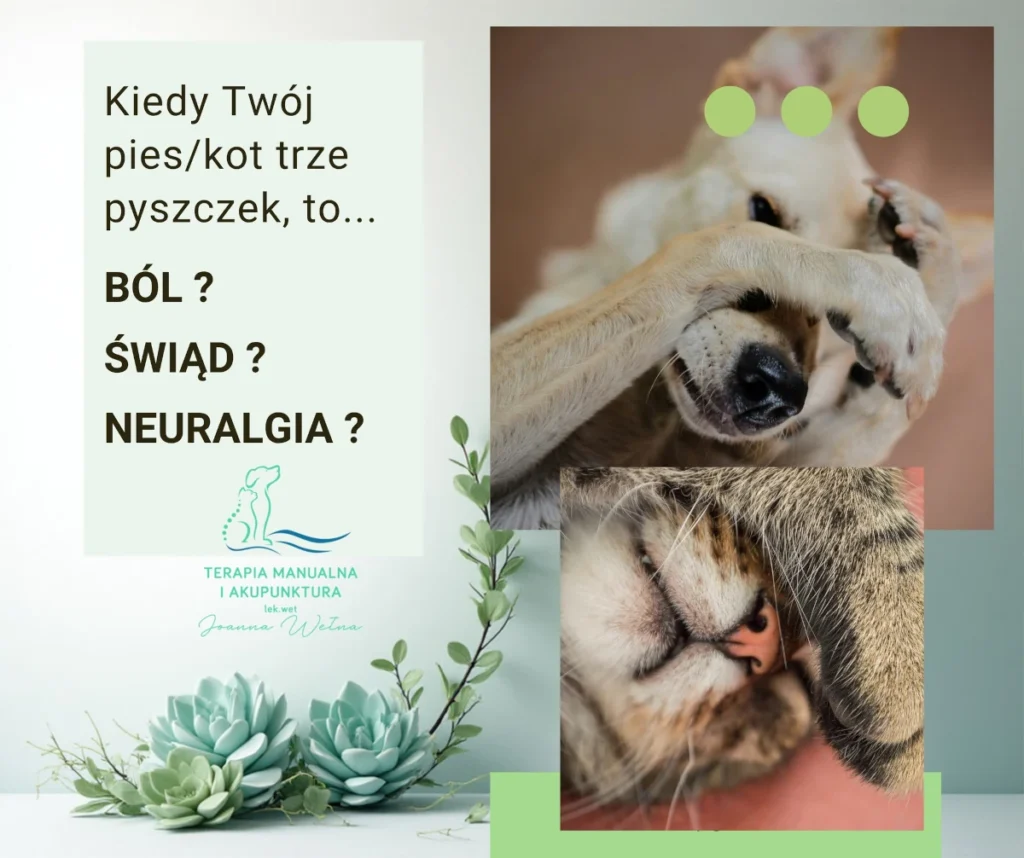 Alergia, neuralgia, a może FOPS lub zaburzenia hormonalne?