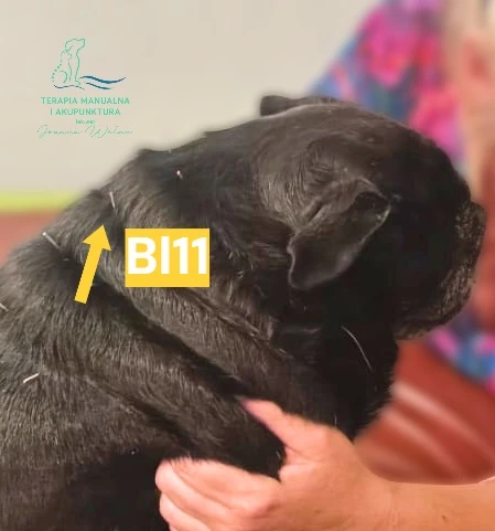 Punkt akupunktury BL11