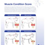 Muscle Condition Score