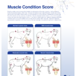 Muscle Condition Score