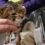 Alfa podczas terapii ENF