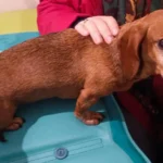 Felunia podczas zabiegu laseropunktury