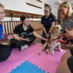 Kinezyterapia psów i kotów