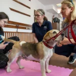 Kinezyterapia psów i kotów z Katie Lawrence