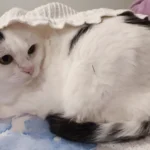 Kot na zabiegu akupunktury