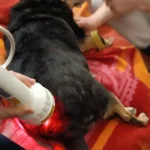 Krecik podczas zabiegu laseroterapii