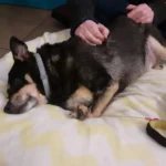 Krecik podczas terapii powięziowej