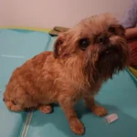 Kromeczka podczas zabiegu akupunktury