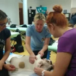 Kursy RehabVET jako prowadząca