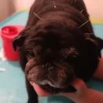 Lulu podczas zabiegu akupunktury