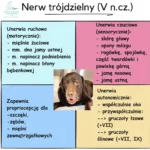 Nerw trójdzielny