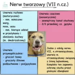 Nerw twarzowy