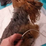 Sisi podczas terapii ENF