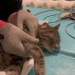 Sonic podczas neurorehabilitacji