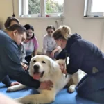 Terapie powięziowe u psów i kotów