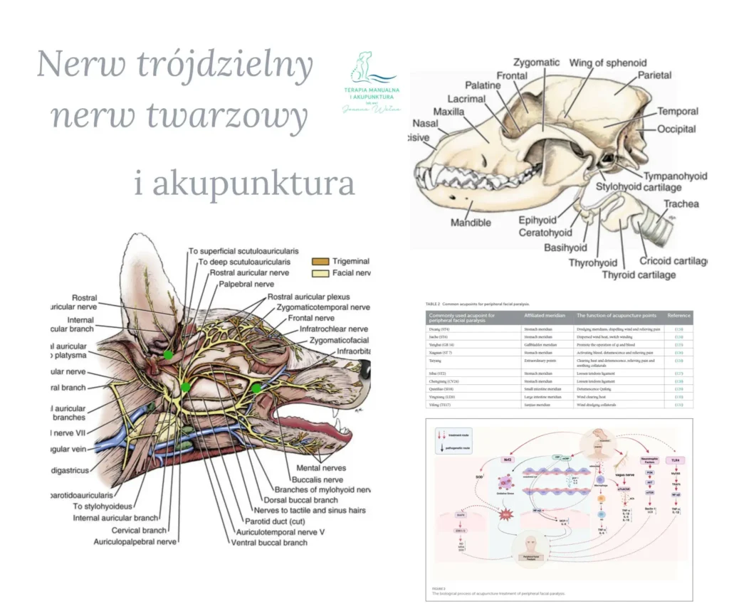 Nerw trójdzielny, nerw twarzowy i akupunktura