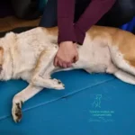 Terapia manualna klatki piersiowej