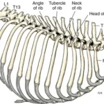 Anatomia szkieletowa klatki piersiowej