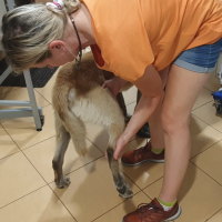 Badanie ROM i rotacji