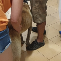 Badanie mięsnia biodrowo-lędźwiowego