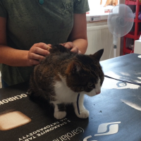 Badanie stawów kręgosłupa kot 2