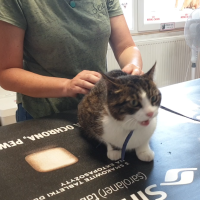 Badanie stawów kręgosłupa kot