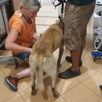 Test na m. dwugłowyramienia