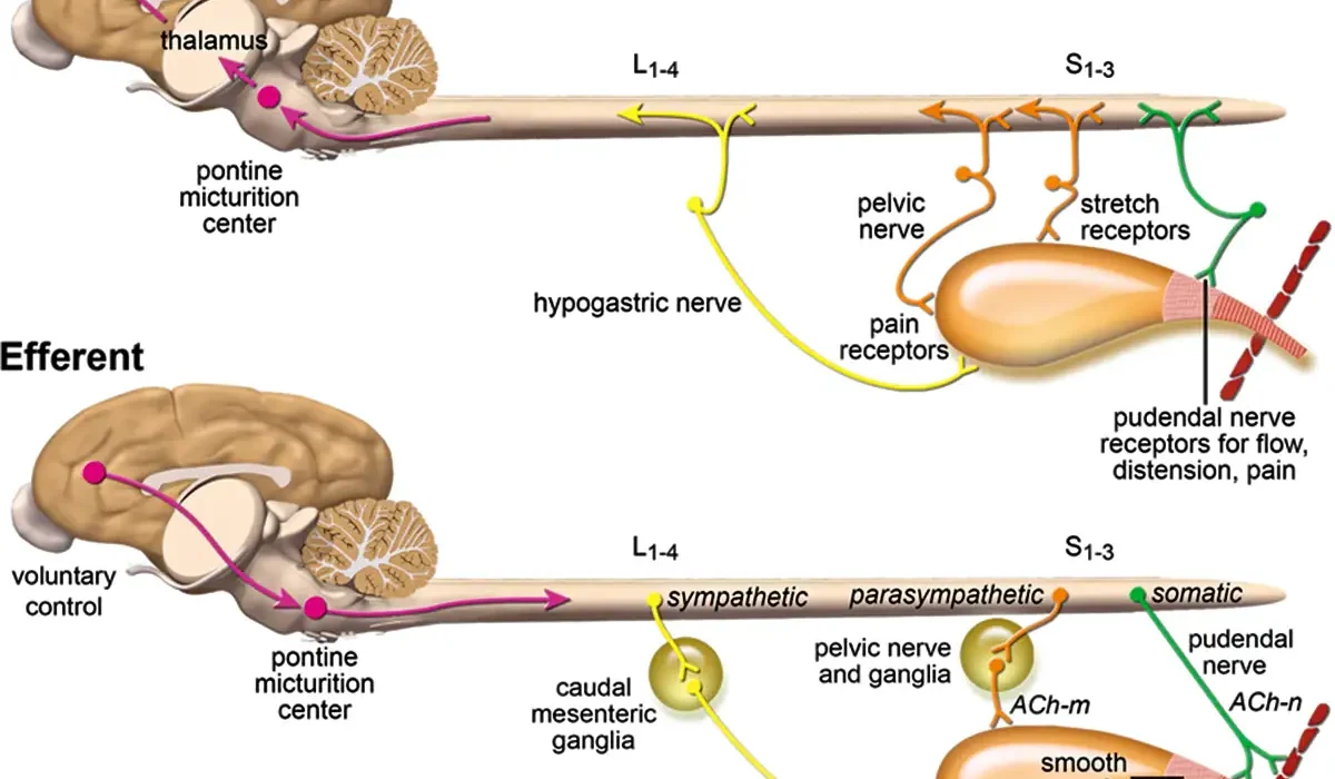 Nietrzymanie moczu (tła neurogennego oraz pokastracyjne)