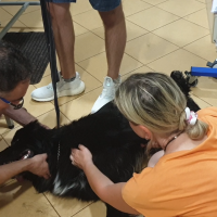 ścięgno m.dwuglowego