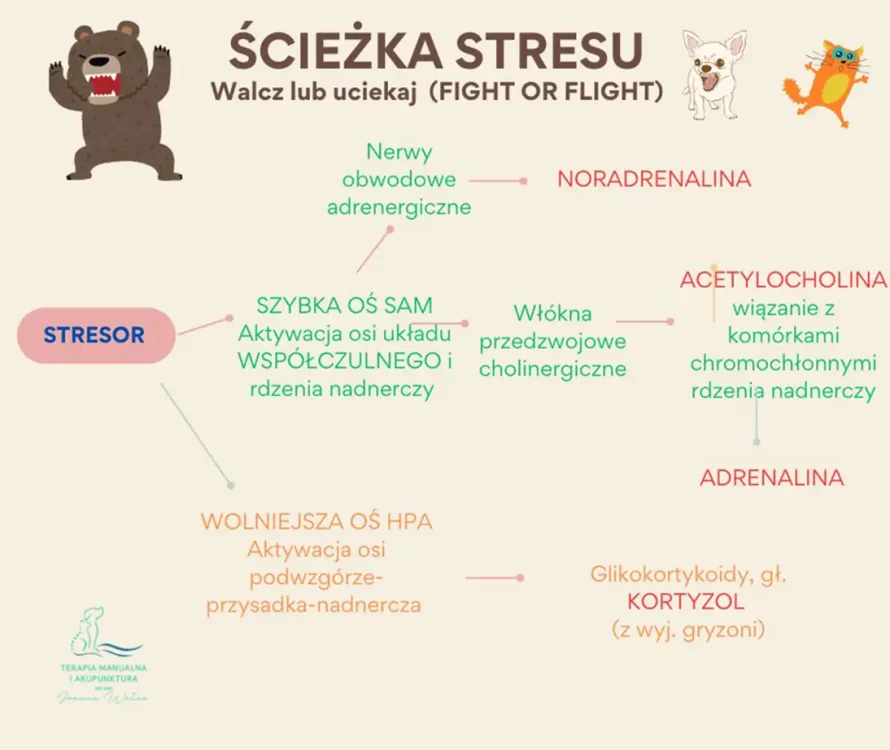 Ścieżka stresu